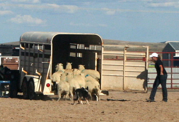 Into the trailer you go. Photo by Dawn Ballou, Pinedale Online.