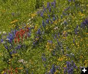 Lookout Mountain flowers. Photo by Dave Bell.