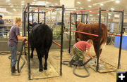 Blow Dry. Photo by Dawn Ballou, Pinedale Online.