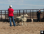 Herd dog demo. Photo by Dawn Ballou, Pinedale Online.