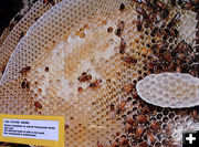 Honeycomb. Photo by Dawn Ballou, Pinedale Online.