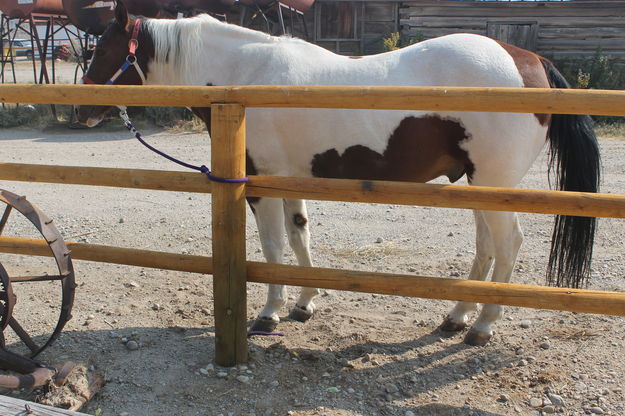 Petting Nibbles. Photo by Dawn Ballou, Pinedale Online.