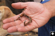 Wagon Staple. Photo by Dawn Ballou, Pinedale Online.