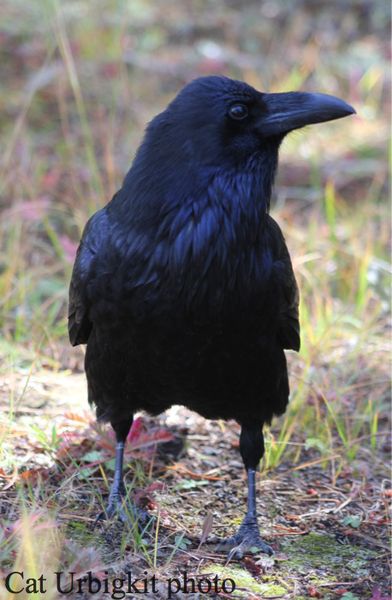 Raven. Photo by Cat Urbigkit, Pinedale Online.
