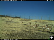 Pronghorn on overpass bridge. Photo by Wyoming Department of Transportation..