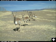 Antelope crossing. Photo by Wyoming Department of Transportation.