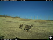 Mule deer on overpass. Photo by Wyoming Department of Transportation..