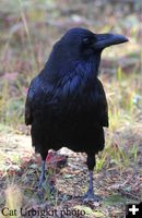 Raven. Photo by Cat Urbigkit, Pinedale Online.