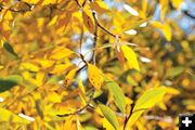 Mellow yellow. Photo by Andrew Setterholm, Sublette Examiner.