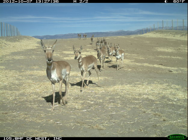 Pronghorn crossing. Photo by Hall Sawyer, West, Inc.  .
