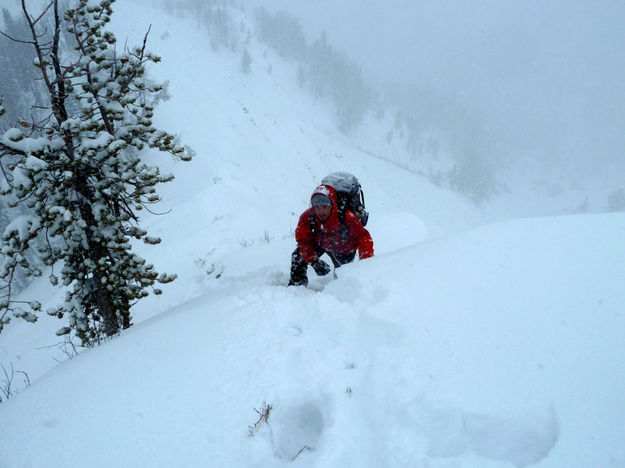 Ground search. Photo by Tip Top Search and Rescue.