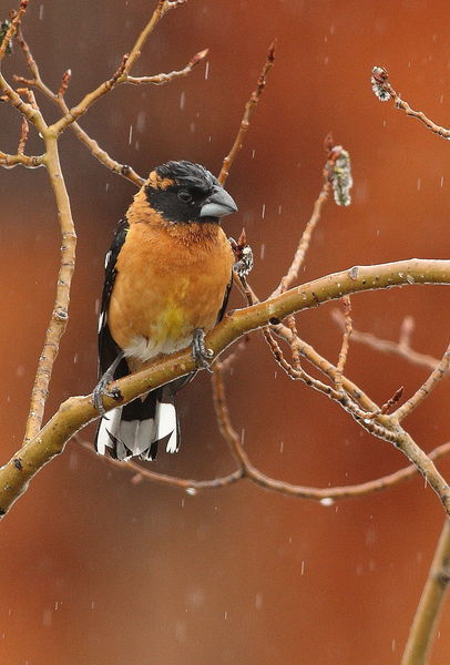 Black headed grossbeak. Photo by Fred Pflughoft.