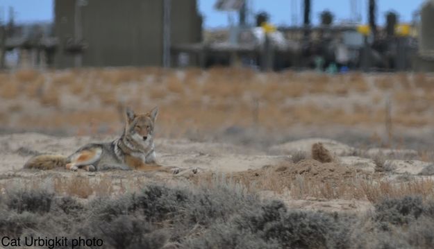 In the gasfield. Photo by Cat Urbigkit.