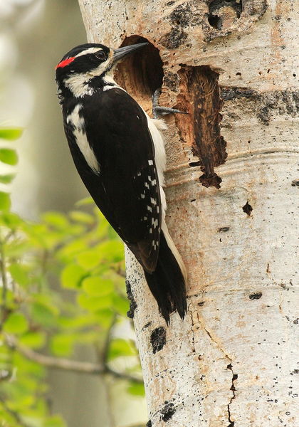 Hairy Woodpecker. Photo by Fred Pflughoft.