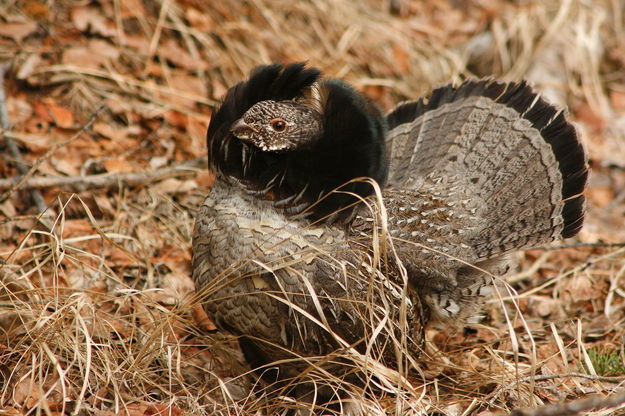 Ruffed Grouse. Photo by Fred Pflughoft.