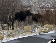 Guarding The Bike Path. Photo by Dave Bell.