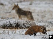 Hunting together. Photo by Cat Urbigkit.