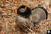 Ruffed Grouse. Photo by Fred Pflughoft.