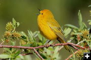 Yellow Warbler. Photo by Fred Pflughoft.