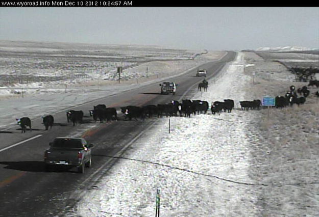 Cattle Drive. Photo by WYDOT US 189 webcam.