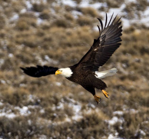 Bald Eagle. Photo by Dave Ball.