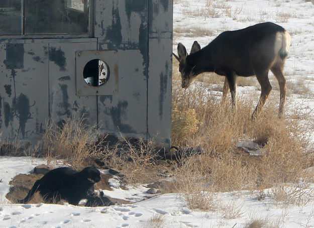 Kitties playing. Photo by Dawn Ballou, Pinedale Online.