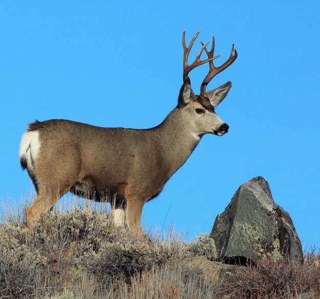 Buck. Photo by Fred Pflughoft.