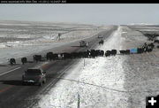 Cattle Drive. Photo by WYDOT US 189 webcam.