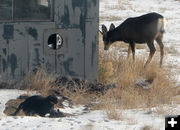 Kitties playing. Photo by Dawn Ballou, Pinedale Online.