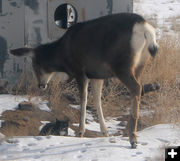 Looking at each other. Photo by Dawn Ballou, Pinedale Online.