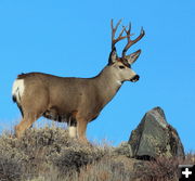 Buck. Photo by Fred Pflughoft.