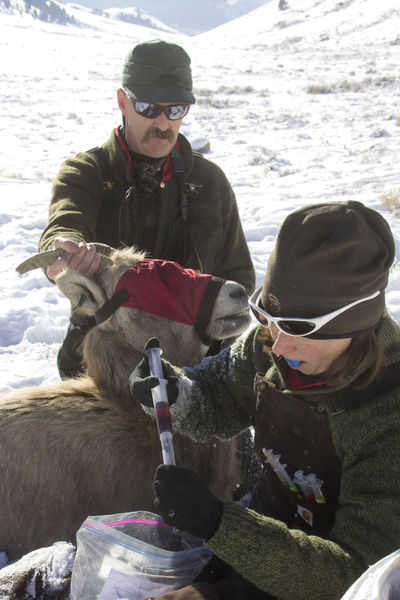 Blood sample. Photo by Mark Gocke, Wyoming Game & Fish.