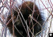 Porcupine. Photo by Wayne Anderson.