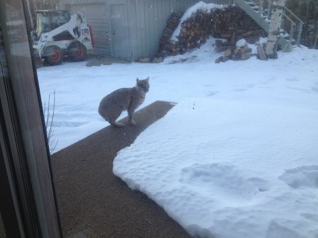 Bobcat. Photo by Larry and Phyllis McCullough.