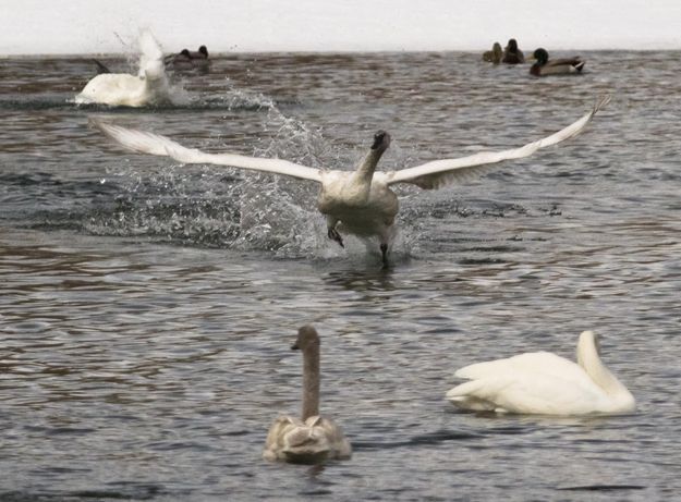 Crazy water walker. Photo by Dave Bell.