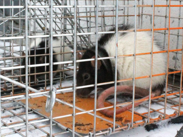 Rats. Photo by Dawn Ballou, Pinedale Online.