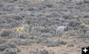 Sandhill Cranes are back. Photo by Cat Urbigkit.