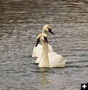 Swans in a row. Photo by Dave Bell.