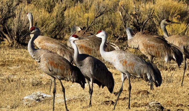 Sandhill Cranes. Photo by Dave Bell.