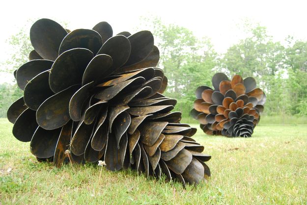 Pine cones. Photo by Pat Plourde.