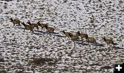 Elk on the move. Photo by Dave Bell.