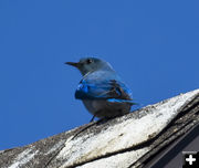First 2013 bluebird. Photo by Dave Bell.