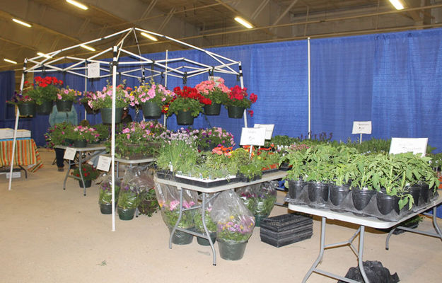 Flowers & vegetables. Photo by Dawn Ballou, Pinedale Online.