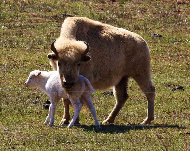 White bison calf. Photo by Dave Bell.