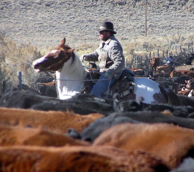 On the sorting grounds. Photo by Dawn Ballou, Pinedale Online.