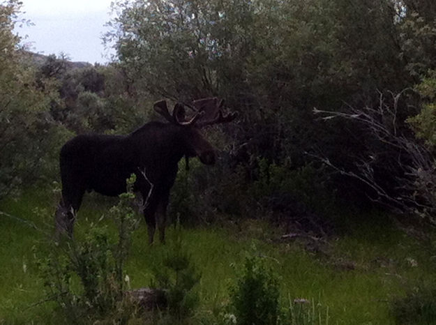 Bull Moose. Photo by Joe Zuback.