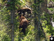 Sow and cub. Photo by Dave Bell.