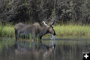 Moose. Photo by Arnold Brokling.