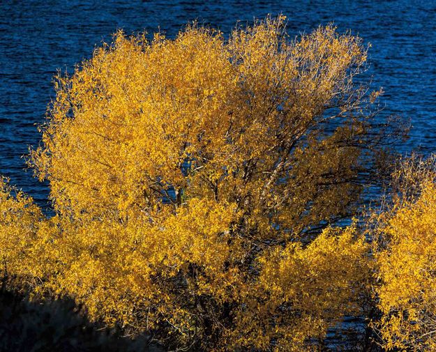 Fall Gold. Photo by Dave Bell.