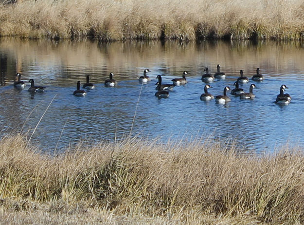 Geese. Photo by Dawn Ballou, Pinedale Online.